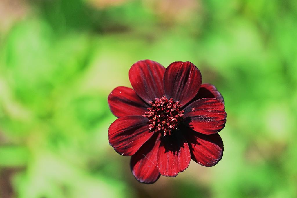 2025-06219102 Tower Hill Botanic Garden, MA.JPG - Chocolate Cosmos. New England Botanic Garden at Tower Hill, MA, 6-21-2025